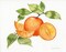 Citrus Garden Viii Poster Print by Kathleen Parr McKenna - Item # VARPDX38534